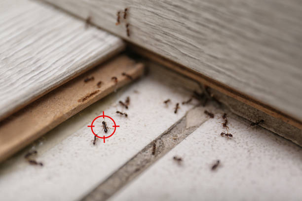 Best Exterminator Services  in Encantada Ranchito El Calaboz, TX