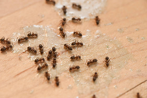 Pest Prevention Services in Encantada Ranchito El Calaboz, TX
